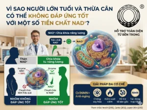 Vì sao người lớn tuổi và người thừa cân có thể không đáp ứng tốt với một số tiền chất NAD⁺?